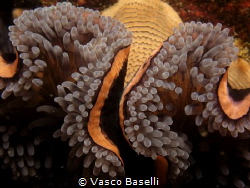 Anemone close-up by Vasco Baselli 